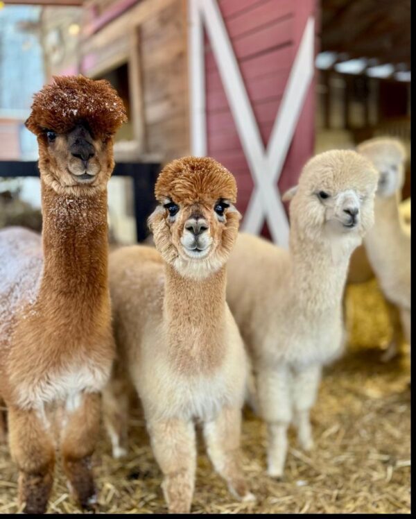 Home - Lost Mountain Alpaca Ranch